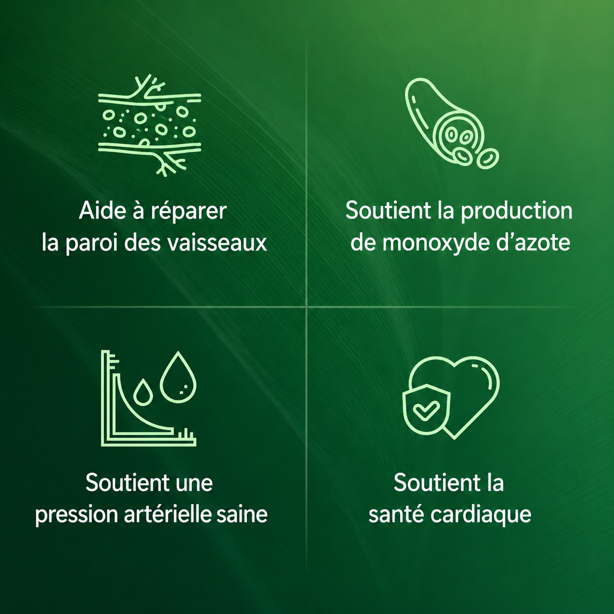 Reinvital Amla – L’Extrait de Superfruit : Circulation, Cœur & Vitalité