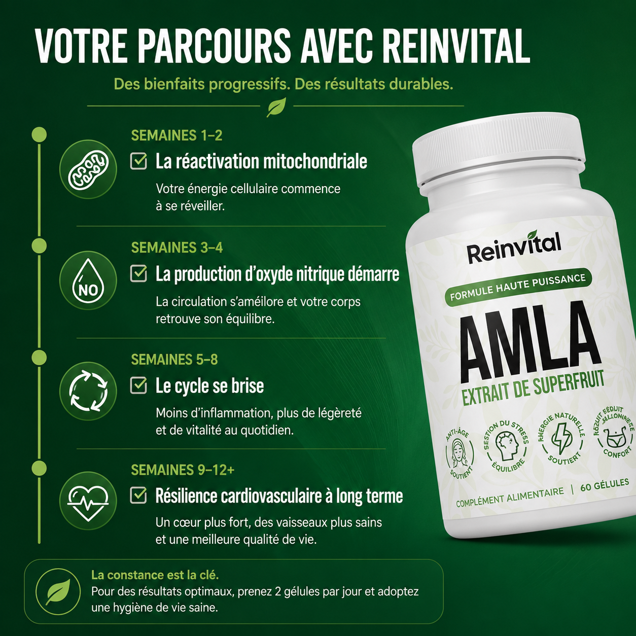 Reinvital Amla – L’Extrait de Superfruit : Circulation, Cœur & Vitalité